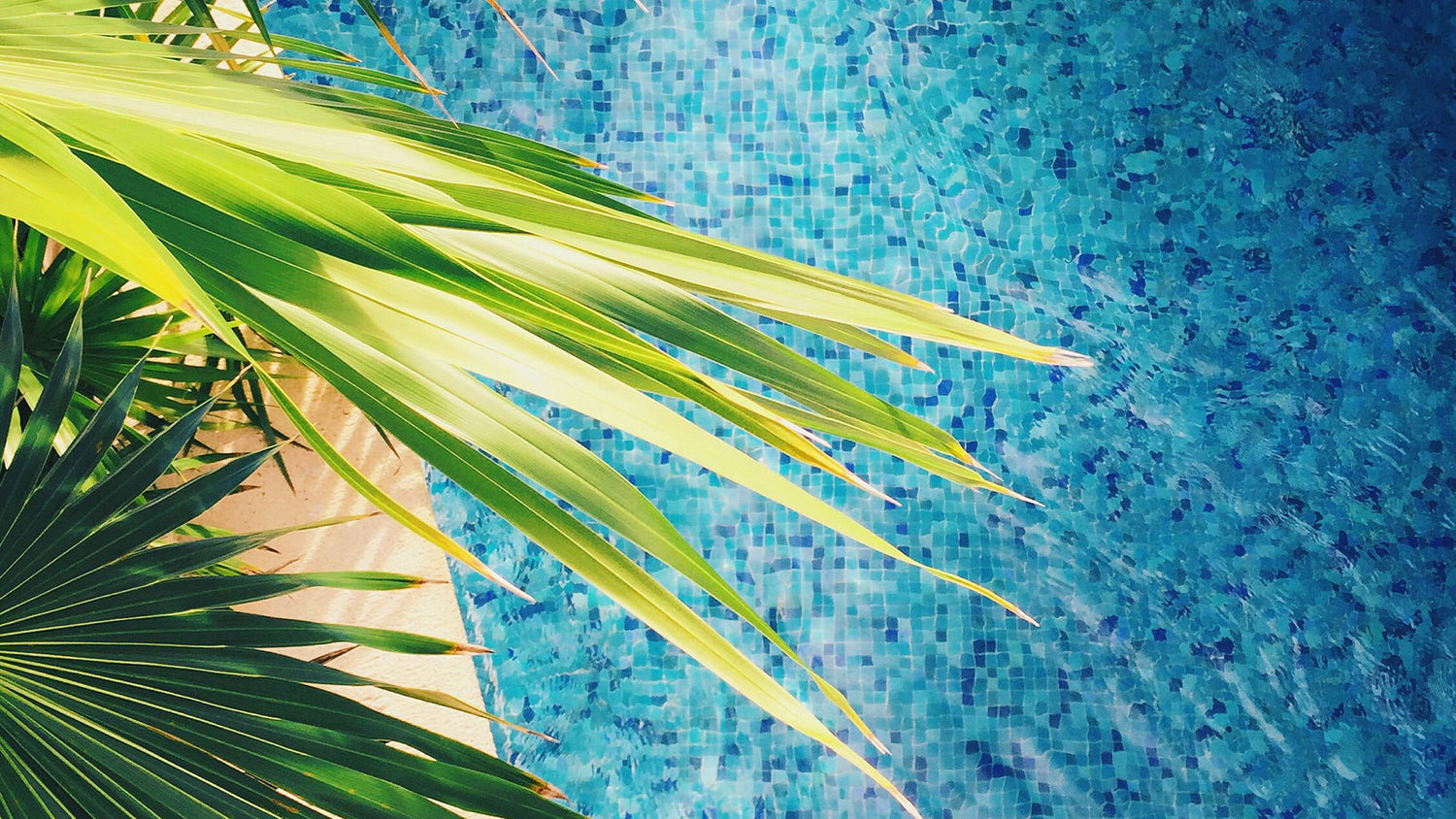 Swimming pool birds eye view, tiled pool. Bright blue water and bright green palm tree hanging over the pool.